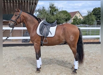 PRE, Gelding, 4 years, 16 hh