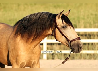 PRE Mix, Gelding, 4 years, 16 hh, Dun