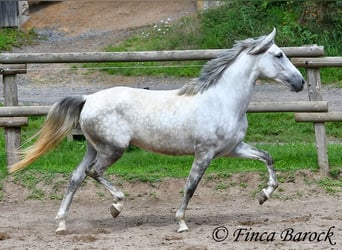 PRE, Gelding, 4 years, 16 hh, Gray