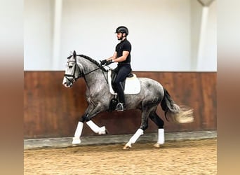PRE Mix, Gelding, 4 years, 16 hh, Grey-Dapple