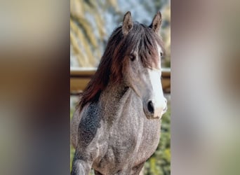 PRE Mix, Gelding, 4 years, 16 hh, Grey-Dapple