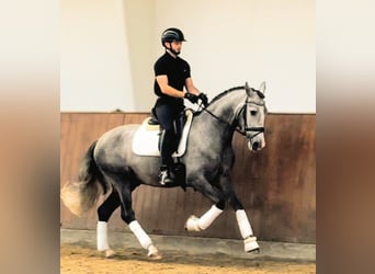 PRE Mix, Gelding, 4 years, 16 hh, Grey-Dapple