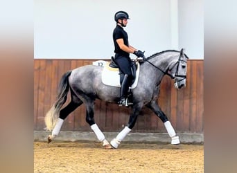 PRE Mix, Gelding, 4 years, 16 hh, Grey-Dapple
