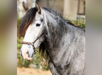 PRE Mix, Gelding, 4 years, 16 hh, Grey-Dapple