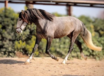 PRE Mix, Gelding, 4 years, 16 hh, Grey-Dapple