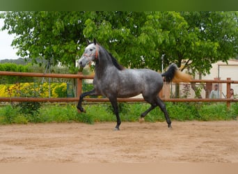 PRE, Gelding, 4 years, 16 hh, Grey-Dapple