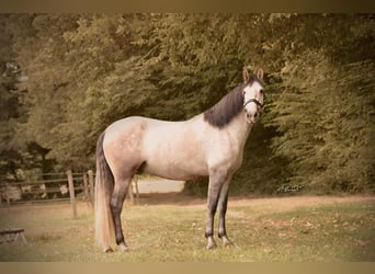 PRE Mix, Gelding, 4 years, 16 hh, Grey