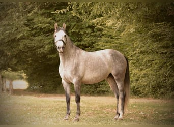 PRE Mix, Gelding, 4 years, 16 hh, Grey