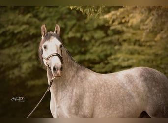 PRE Mix, Gelding, 4 years, 16 hh, Grey