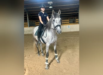 PRE, Gelding, 4 years, 16 hh, Grey