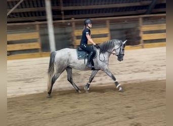 PRE, Gelding, 4 years, 16 hh, Grey