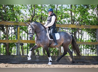 PRE Mix, Gelding, 4 years, 16 hh, Grey