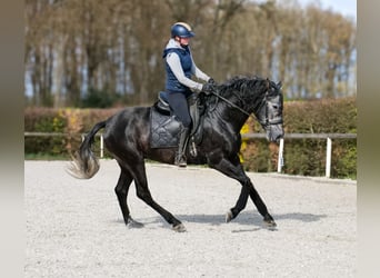 PRE Mix, Gelding, 4 years, 16 hh, Grey