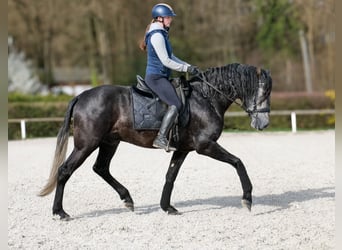 PRE Mix, Gelding, 4 years, 16 hh, Grey