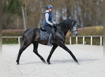 PRE Mix, Gelding, 4 years, 16 hh, Grey