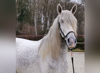 PRE, Gelding, 4 years, 16 hh, Grey