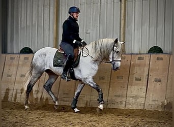 PRE Mix, Gelding, 4 years, 16 hh, Grey
