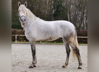 PRE, Gelding, 4 years, 16 hh, Grey