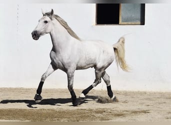 PRE Mix, Gelding, 4 years, 16 hh, Grey