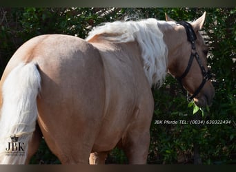 PRE Mix, Gelding, 4 years, 16 hh, Palomino