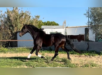 PRE Mix, Gelding, 4 years, 16 hh, Smoky-Black