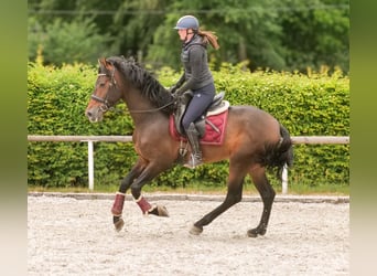 PRE, Gelding, 4 years, 16,1 hh, Brown