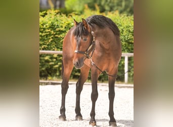 PRE, Gelding, 4 years, 16,1 hh, Brown