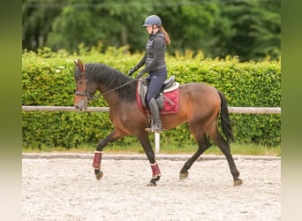 PRE, Gelding, 4 years, 16,1 hh, Brown