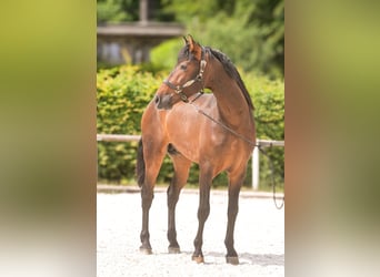 PRE, Gelding, 4 years, 16,1 hh, Brown