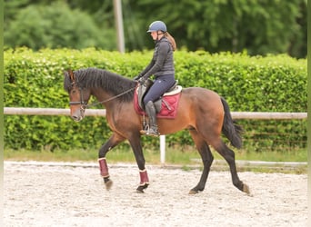 PRE, Gelding, 4 years, 16,1 hh, Brown