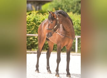 PRE, Gelding, 4 years, 16,1 hh, Brown