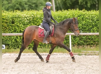 PRE, Gelding, 4 years, 16,1 hh, Brown
