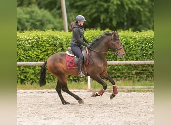 PRE, Gelding, 4 years, 16,1 hh, Brown