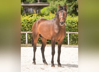 PRE, Gelding, 4 years, 16,1 hh, Brown
