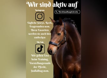 PRE Mix, Gelding, 4 years, 16,1 hh, Brown