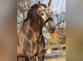 PRE, Gelding, 4 years, 16,1 hh, Grey