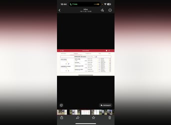 PRE Mix, Gelding, 4 years, 16,1 hh, Grey