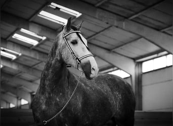 PRE, Gelding, 4 years, 16,1 hh, Grey