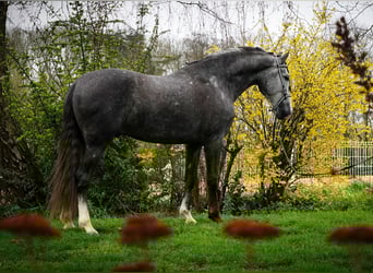 PRE, Gelding, 4 years, 16,1 hh, Grey