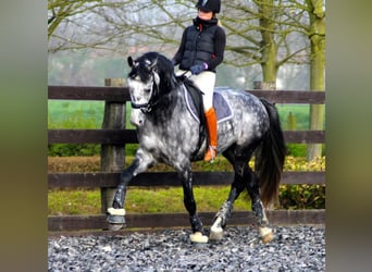 PRE, Gelding, 4 years, 16,2 hh, Gray