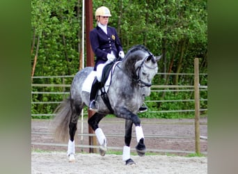 PRE, Gelding, 4 years, 16,2 hh, Gray