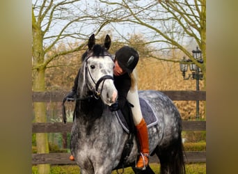PRE, Gelding, 4 years, 16,2 hh, Gray