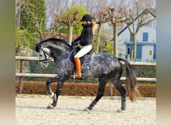 PRE, Gelding, 4 years, 16,2 hh, Gray