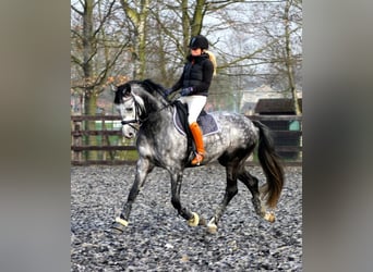 PRE, Gelding, 4 years, 16,2 hh, Gray