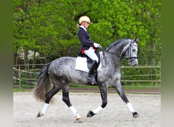 PRE, Gelding, 4 years, 16,2 hh, Gray