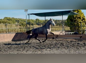 PRE Mix, Gelding, 4 years, 16,2 hh, Grey