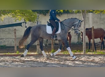 PRE Mix, Gelding, 4 years, 16,2 hh, Grey