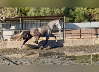 PRE Mix, Gelding, 4 years, 16,2 hh, Grey
