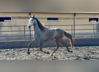 PRE Mix, Gelding, 4 years, 16,2 hh, Grey