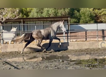 PRE Mix, Gelding, 4 years, 16,2 hh, Grey